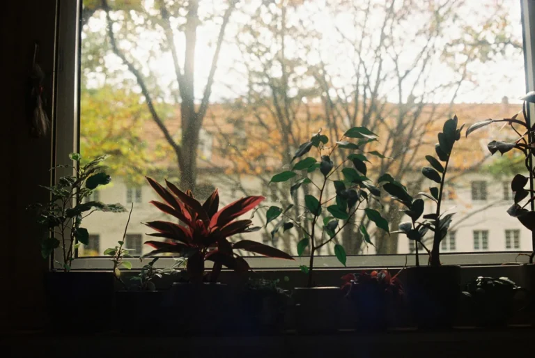 Home Window Tinting Guide: Film Types, Real Costs, and DIY Steps That Work