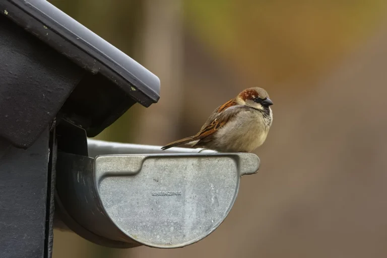 Gutter Installation Cost: What You’ll Pay by Material, Style, and Home Size (2026)